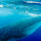 Image for article titled Riding Sharks, Counterfeiting $100 Bills, Crashing Drones, and More